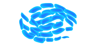 Lactobacillus acidophilus