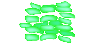 Lactobacillus paracasei